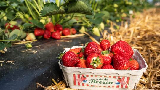 Erdbeersaison in Baden-Württemberg beginnt