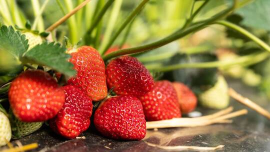 Erdbeersaison in Baden-Württemberg beginnt