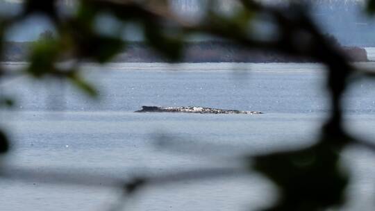 Buckelwal liegt in Wismarer Bucht Buckelwal liegt in Wismarer Bucht