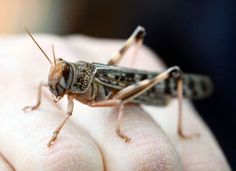 Heuschrecken im Naturkundemuseum Karlsruhe