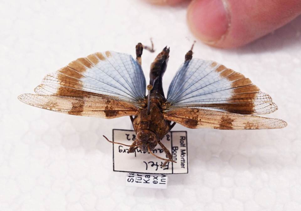 Heuschrecken im Naturkundemuseum Karlsruhe