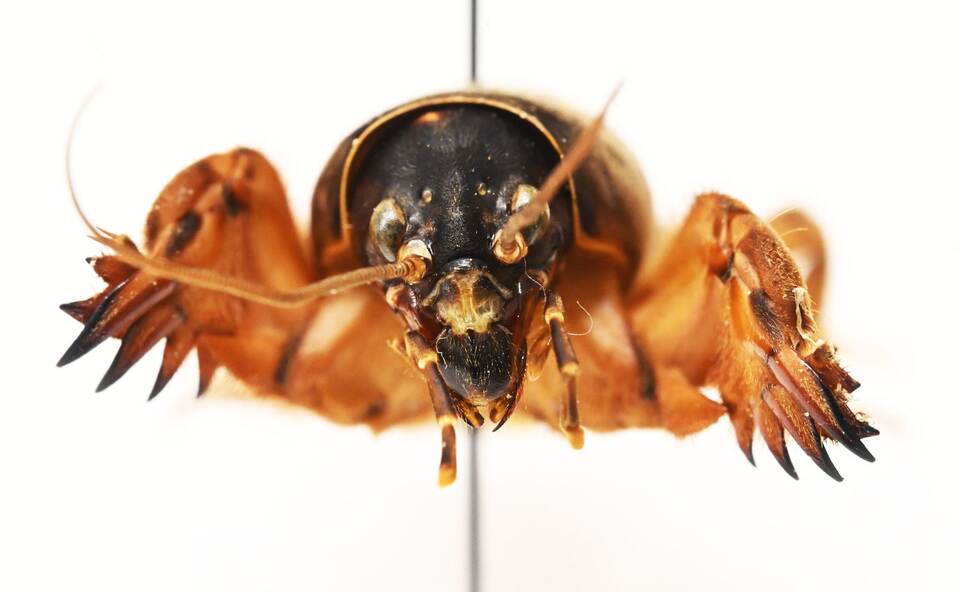 Heuschrecken im Naturkundemuseum Karlsruhe