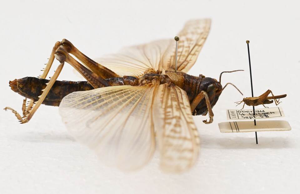 Heuschrecken im Naturkundemuseum Karlsruhe