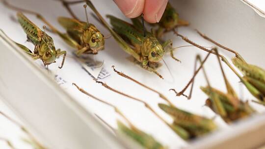 Heuschrecken im Naturkundemuseum Karlsruhe