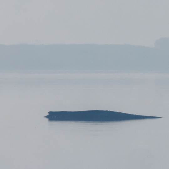 Rettungsaktion für den Buckelwal