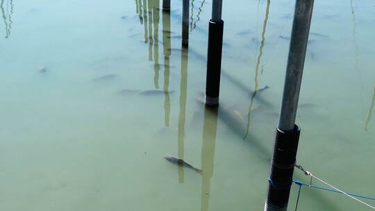 Tote Karpfen - Wahrscheinlich natürliche Ursachen
