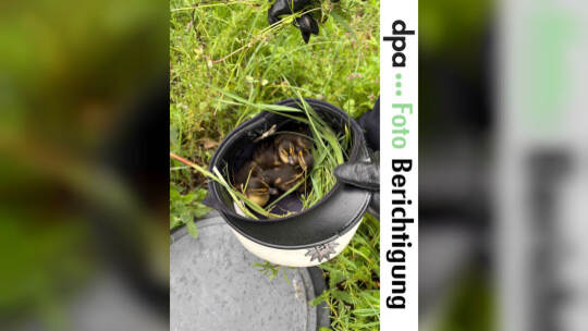 Polizei rettet Entenküken auf Autobahn