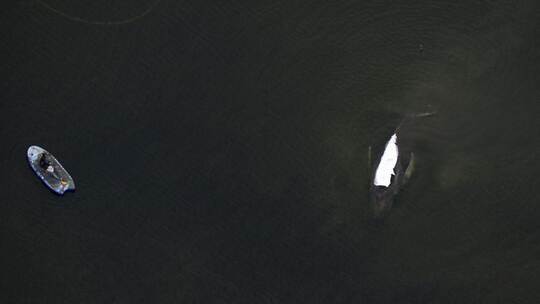 Rettungsaktion für den Buckelwal