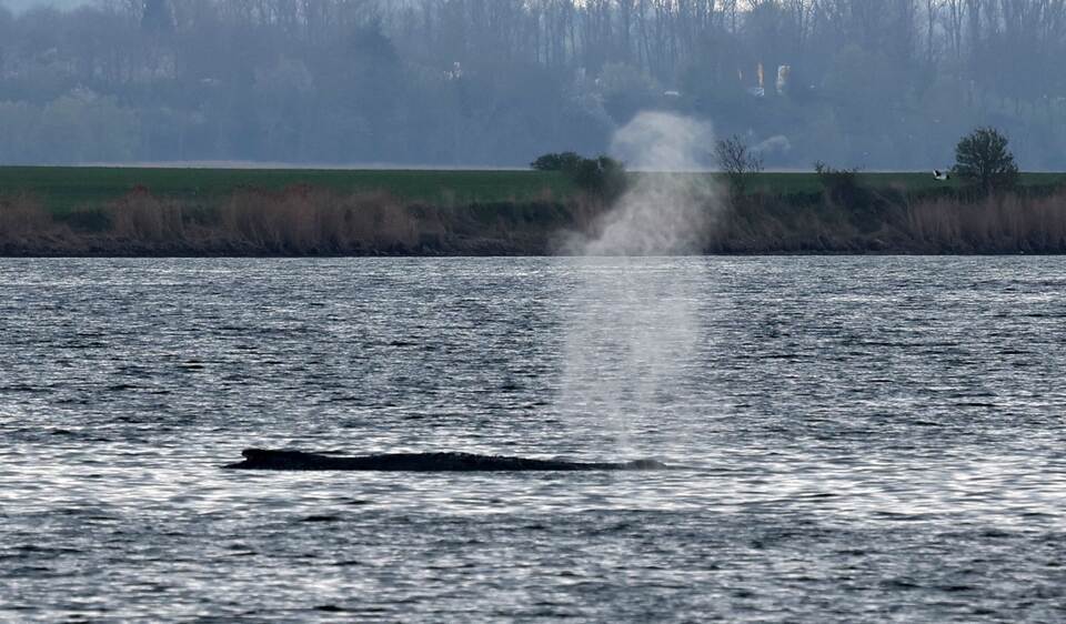 Rettungsaktion für den Buckelwal