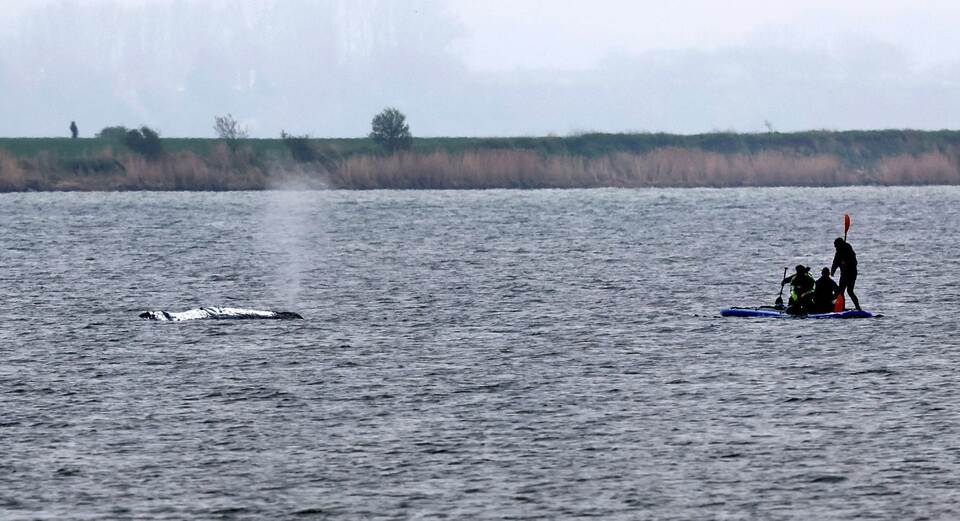 Rettungsaktion für den Buckelwal