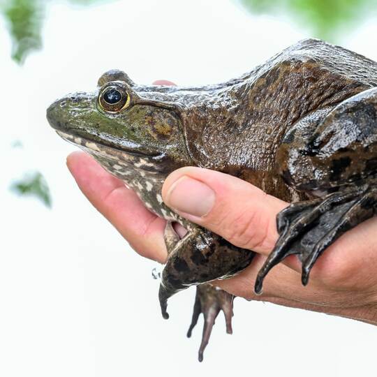 Ochsenfrosch