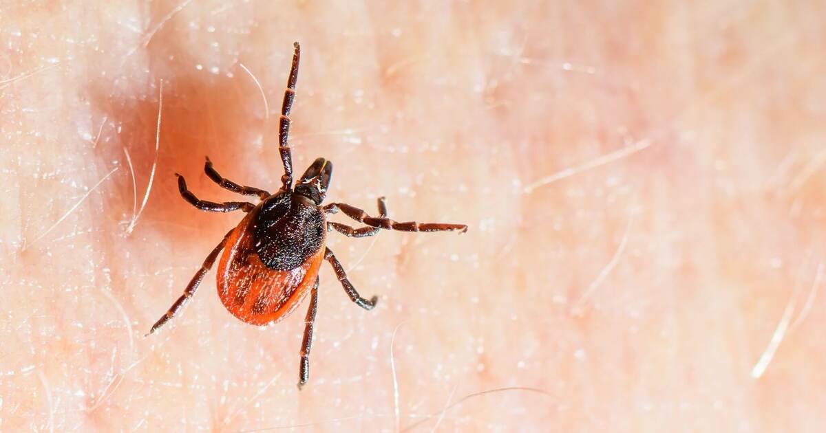 Survival artists with a risk factor: Ticks on the rise