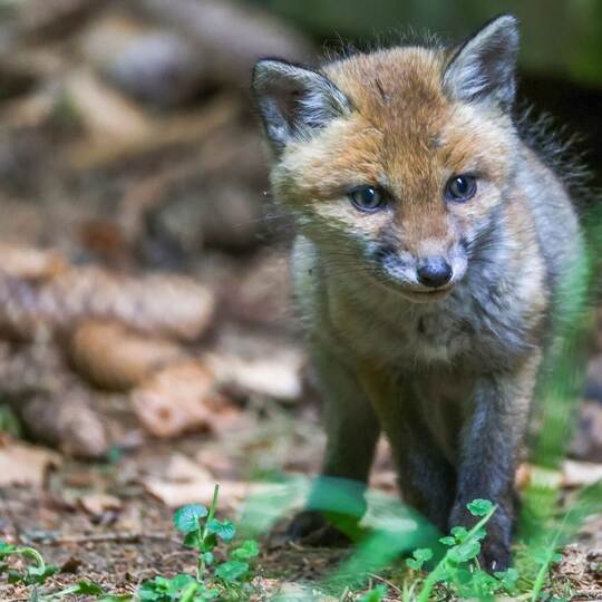 Junger Fuchs