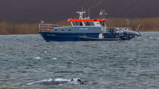 Gestrandeter Buckelwal ist geschwommen