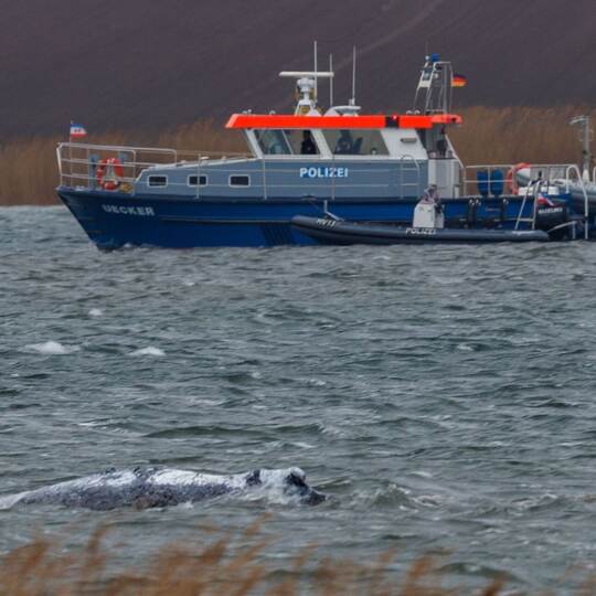 Gestrandeter Buckelwal ist geschwommen