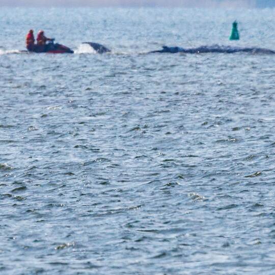 Gestrandeter Buckelwal ist geschwommen