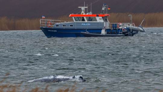 Gestrandeter Buckelwal ist geschwommen