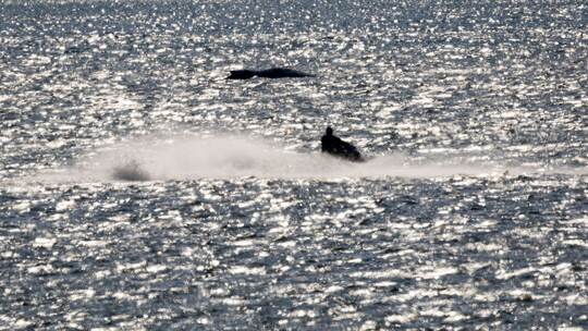 Gestrandeter Buckelwal schwimmt