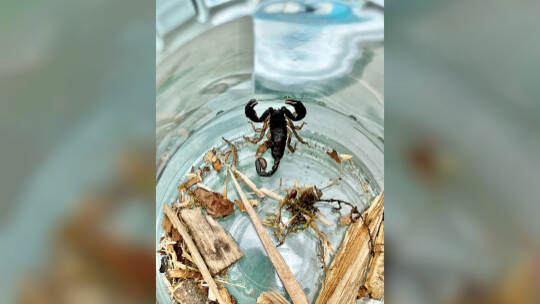 Walldorfer findet Skorpion auf Balkon