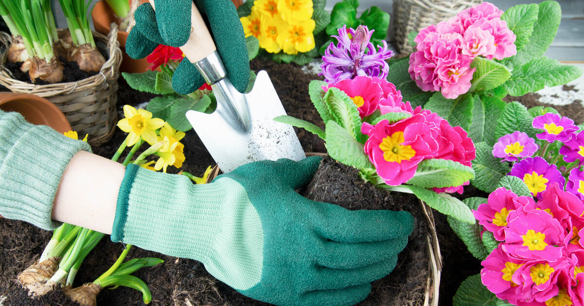 Floral splendor for your home: Flowerbed and balcony festival at Faas