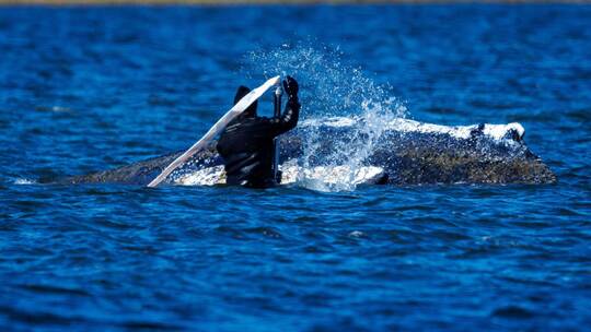 Weitere Entwicklung zum Buckelwal in der Ostsee
