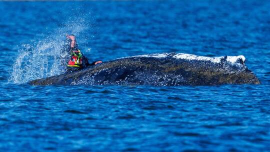 Weitere Entwicklung zum Buckelwal in der Ostsee