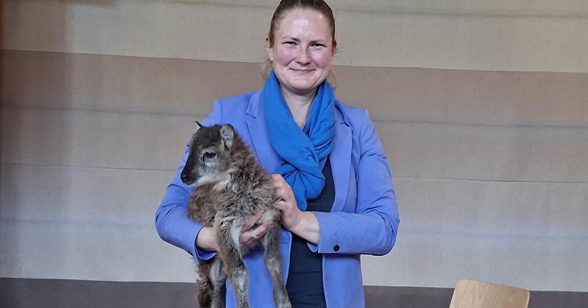Lämmchen Henry ist der Star der Gemeinderatssitzung in Enzklösterle