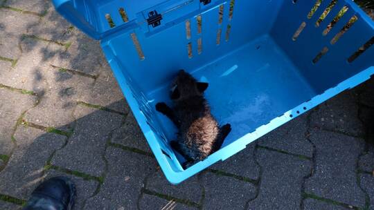 Feuerwehr rettet Fuchs aus Abwasserkanal