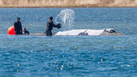 Weitere Entwicklung zum Buckelwal in der Ostsee