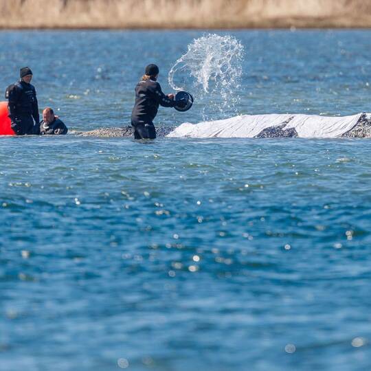 Weitere Entwicklung zum Buckelwal in der Ostsee