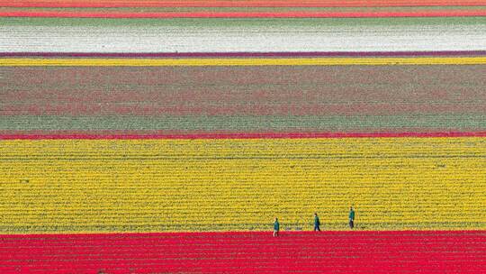 Millionen Tulpen wachsen im Landkreis Gifhorn
