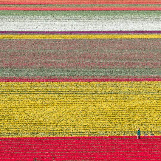 Millionen Tulpen wachsen im Landkreis Gifhorn