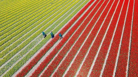 Millionen Tulpen wachsen im Landkreis Gifhorn