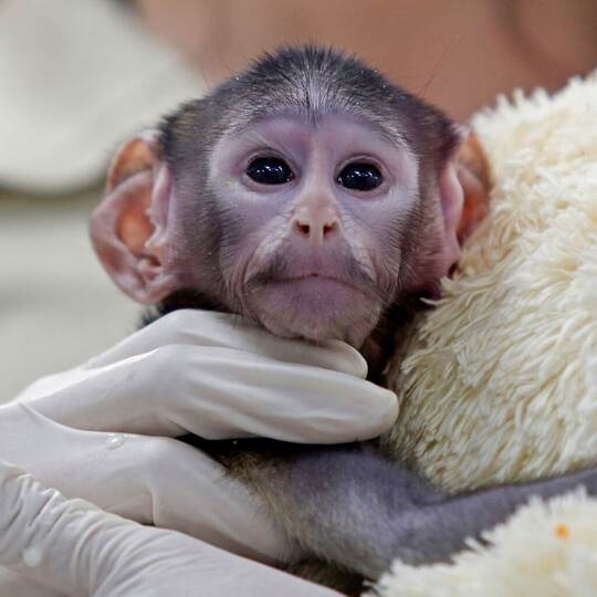 Husarenaffen-Baby Yuji