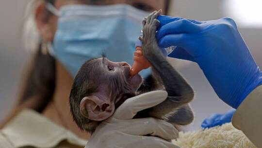 Husarenaffen-Baby Yuji