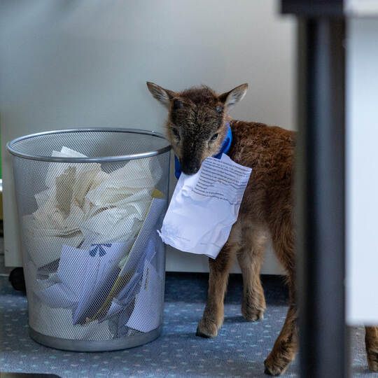 Lamm Henry Rathaus Enzklösterle