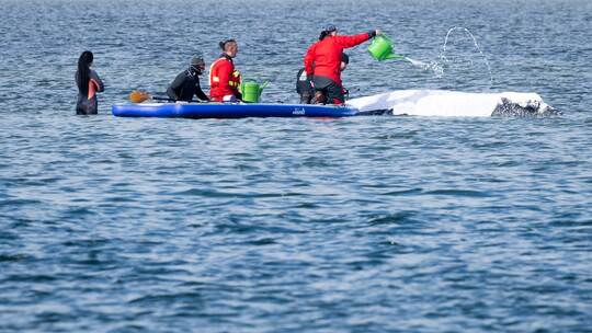 Weitere Entwicklung zum Buckelwal in der Ostsee