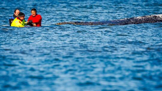 Weitere Entwicklung zum Buckelwal in der Ostsee