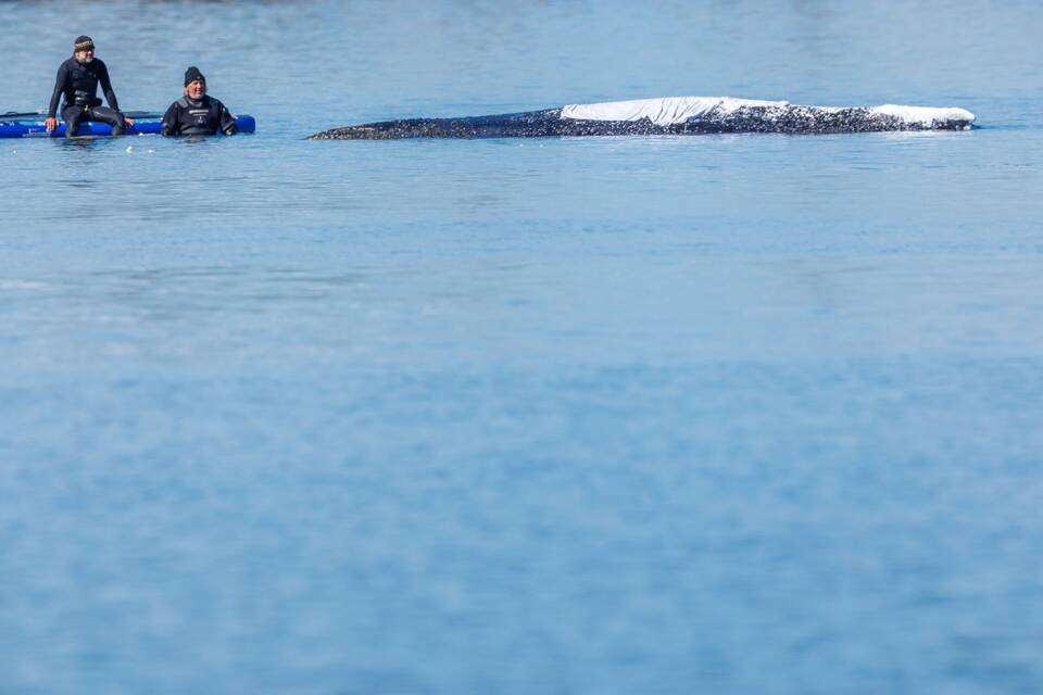 Weitere Entwicklung zum Buckelwal in der Ostsee