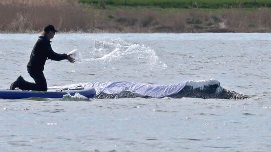 Weitere Entwicklung zum Buckelwal in der Ostsee