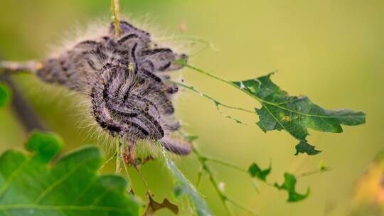 Raupen des Eichenprozessionsspinners auf einem Ast