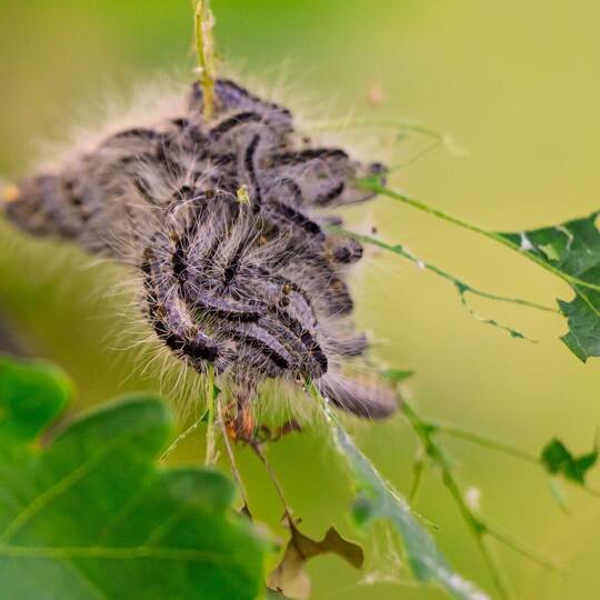 Raupen des Eichenprozessionsspinners auf einem Ast