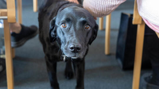 Mantrailerhund Heaven Demenzerkrankte