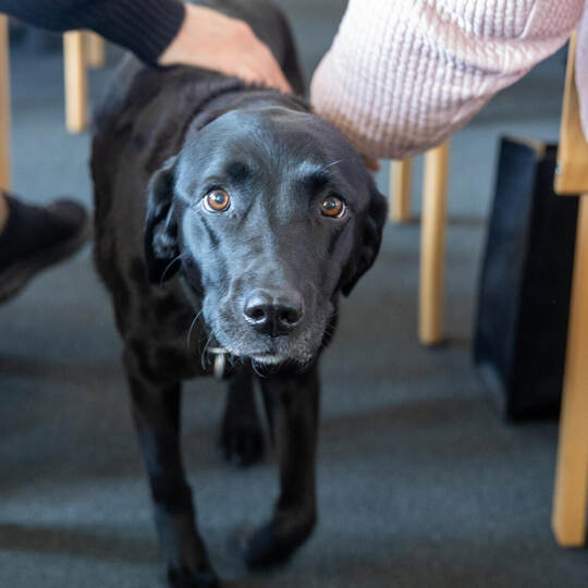 Mantrailerhund Heaven Demenzerkrankte