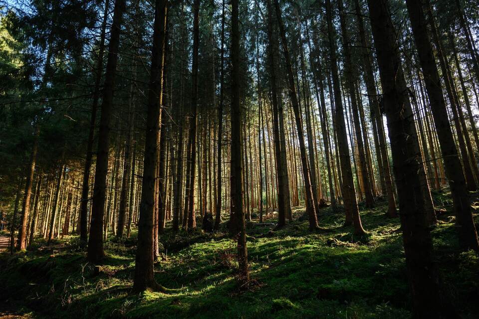 Frühlingslicht im Wald