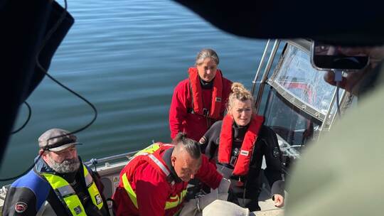 Weitere Entwicklung zum Buckelwal in der Ostsee