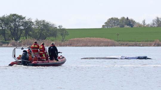 Weitere Entwicklung zum Buckelwal in der Ostsee