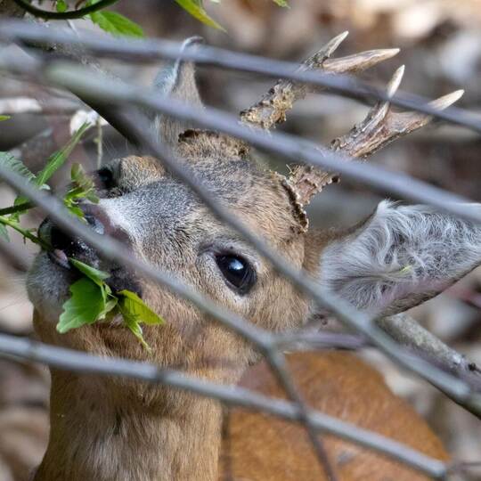 Rehbock im Wald