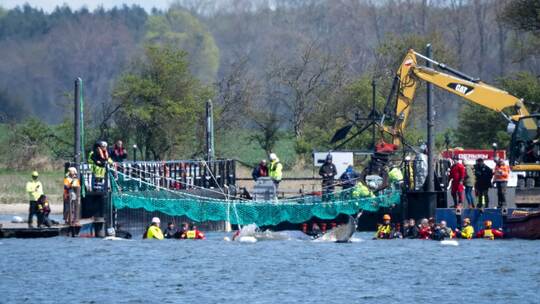 Weitere Entwicklung zum Buckelwal in der Ostsee
