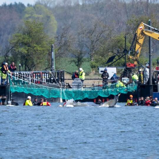 Weitere Entwicklung zum Buckelwal in der Ostsee